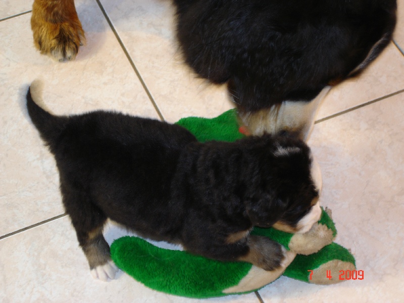 Les BB de Braddy et Bouba