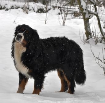les bouviers bernois de notre dame des neiges